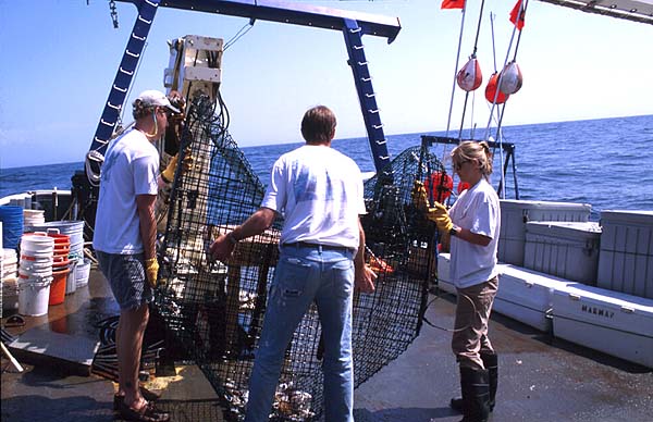 hauling a fish trap aboard