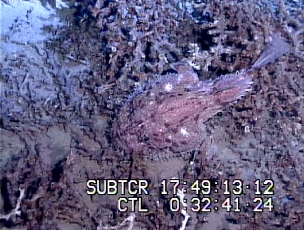 Anglerfish resting on coral