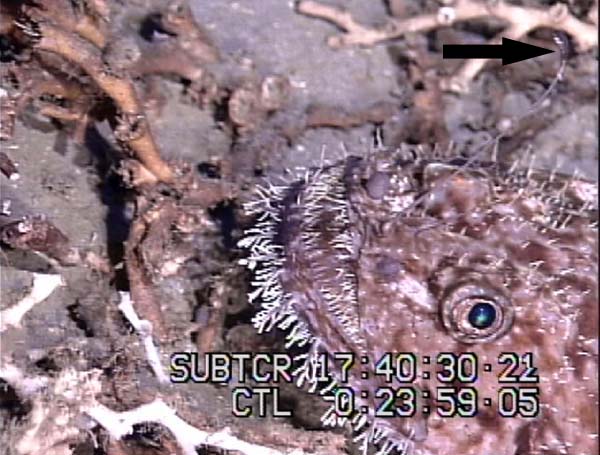 Close-up of anglerfish