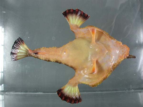 Batfish