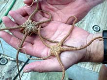 Brown-striped brittle stars