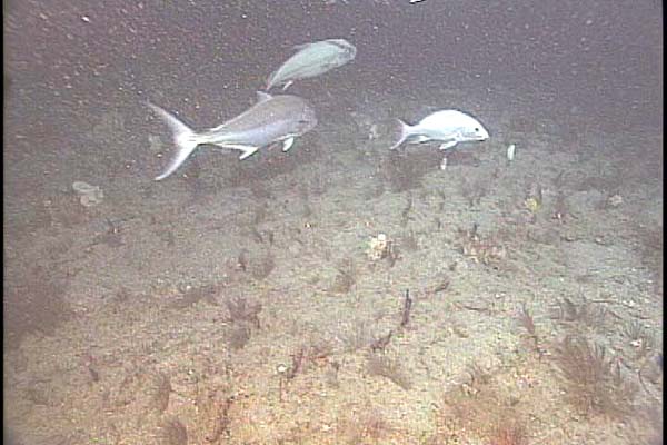 Amberjack and snapper