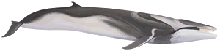 Fin Whale