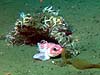 Thornyhead rockfish under brittle star-covered rock