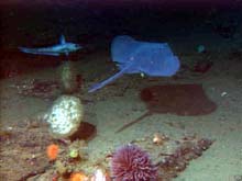 Black skate, grenadier, sponges, and anemones