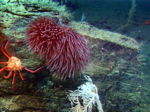 Sedimentary bedding planes with anemone, a white gorgonian (coral), and a tanner crab 