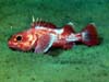 longspine thornyhead rockfish