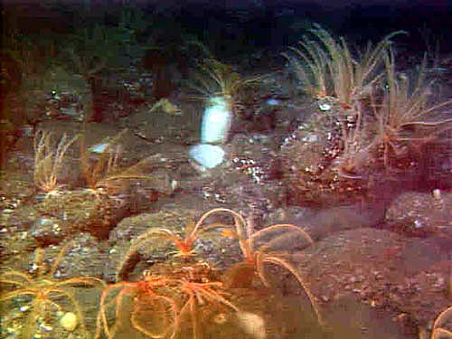 white sponge and reddish crinoids