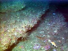 rosethorn rockfish and crinoids on a rocky ridge