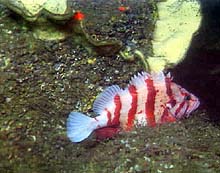 tiger rockfish and yellow sponge