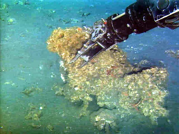 ROPOS sampling a carbonate chimney