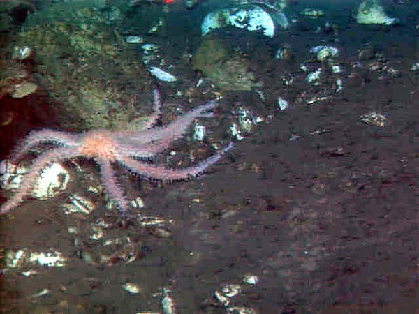 seastar amid bivalve and gastropod shells 