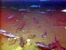 school of sable fish