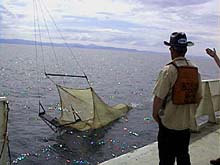 Mid-water trawl