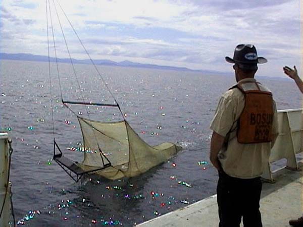 Mid-water trawl