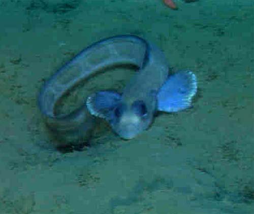 An unknown species of eelpout as it nestles in the soft sediments of Astoria Canyon