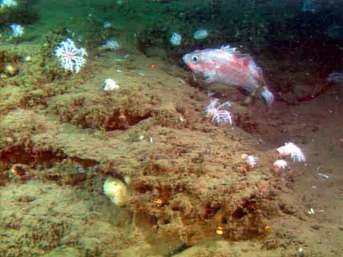 an undetermined species of rockfish