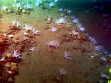 White sea cucumber community