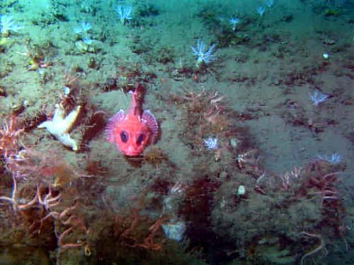 Shortspine thornyhead rockfish with brittle stars and seastar communities