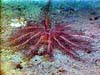 Black crinoid