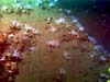 White sea cucumbers