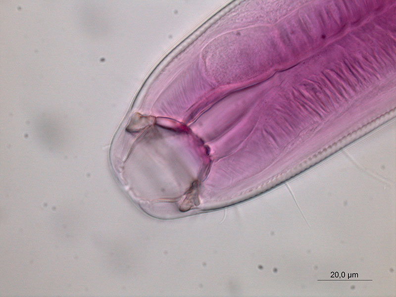 Photograph of a free-living nematode under a compound microscope. The red stain (Rose Bengal) is used to see the organs and other structures more clearly under the microscope. This specimen has distinct jaws and a muscular esophagus, suggesting this species preys on or scavenges on remains of other meiofauna organisms.