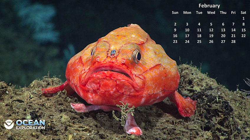 An orange fish with bumpy skin sits on a sandy ocean floor. A February calendar and NOAA Ocean Exploration logo overlay the image.