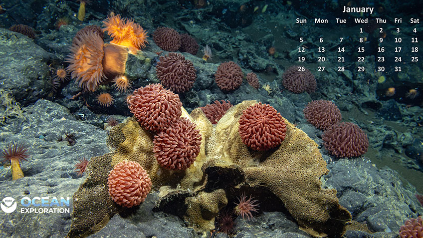 Underwater scene with reddish sea anemones on rocks and a January calendar overlay.