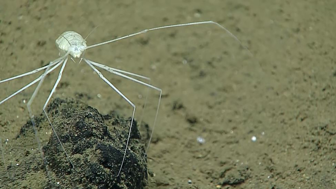 This deep-sea nemertean worm was seen during Dive 09 of the 2021 North Atlantic Stepping Stones expedition.