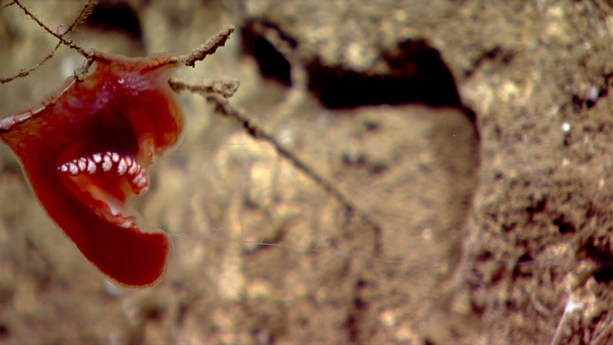 Benthic Ctenophores are a rare find even for deep sea biologists.