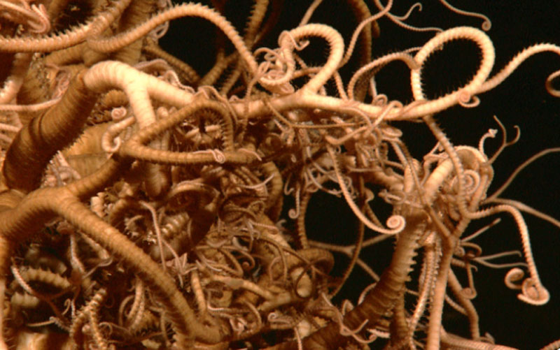 A intricate network of bifurcating arms of this basket star also housed several large shrimp.