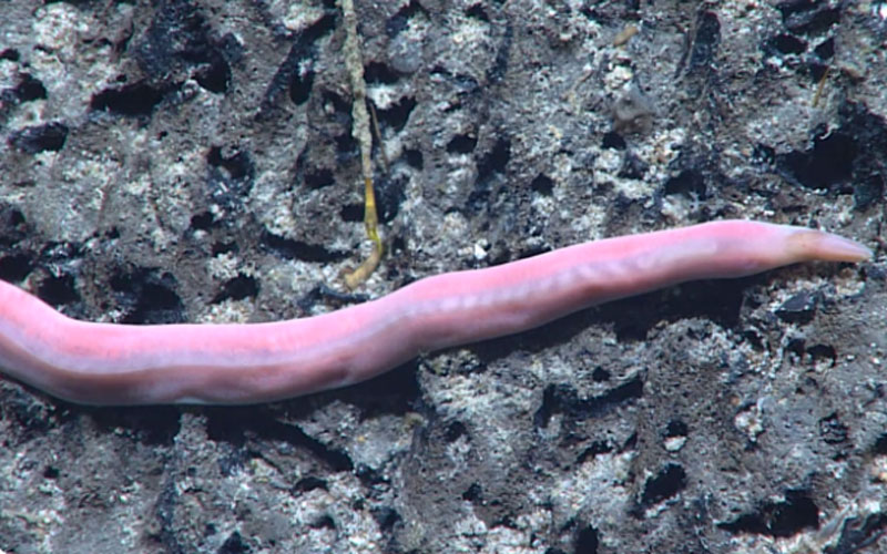 This deep-sea nemertean worm was seen during Dive 09 of the 2021 North Atlantic Stepping Stones expedition.