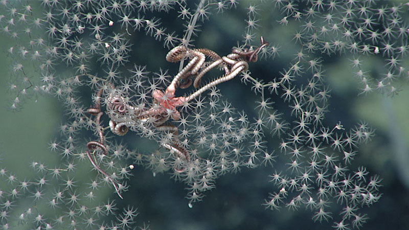 Found in the Gulf of Mexico, this Metallogorgia sp. octocoral and commensal serpent star (Ophiocreas sp.) are suspected to require each others’ presence to survive!