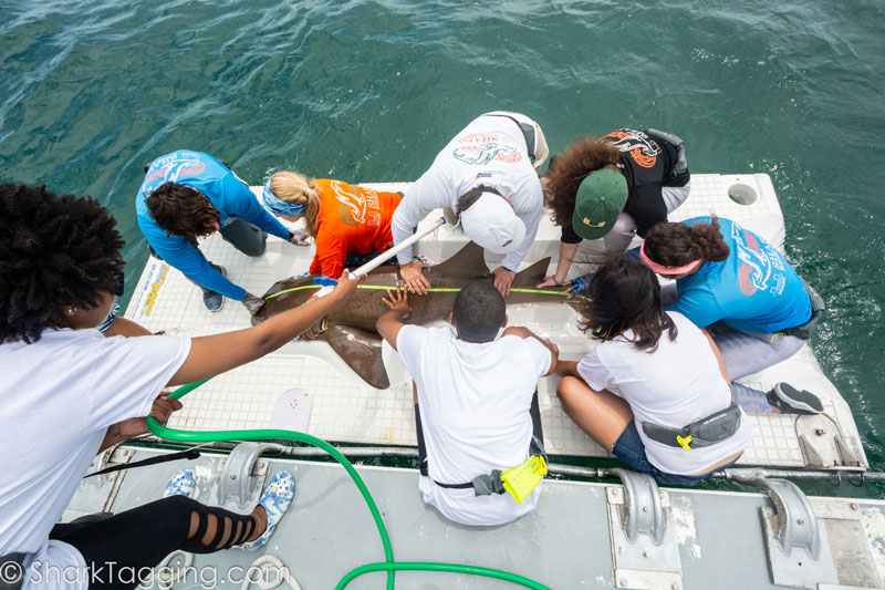 Black in Marine Science Immersion Program Week undergraduate participants assist University of Miami Shark Research and Conservation Program staff in shark tagging efforts on board a research boat. The satellite tags allow scientists to track the migratory routes of different shark species.