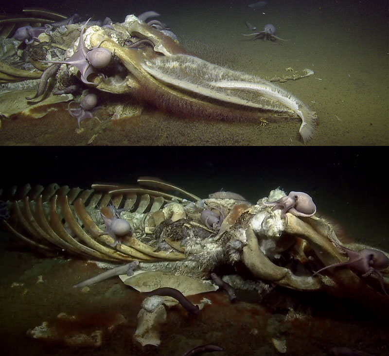 Whale fall explored during a 2019 expedition on Exploration Vessel Nautilus in the Monterey Bay National Marine Sanctuary off California.