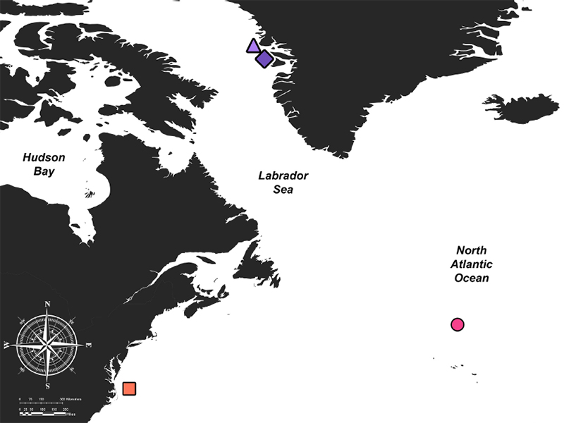 The new examples of species that looked remarkably similar to T. tristoma were found very far from the original two discoveries. Diamond—Type  locality  specimen  by  Mortensen  (1910,  1912), Triangle—Sample (NhMD88841) collected by Kramp in 1928, Square—Sample collected by NOAA (UNSM-Iz-1490693) in 2018, Circle—Sample collected by NOAA (USNM-Iz-1674065) in 2022.