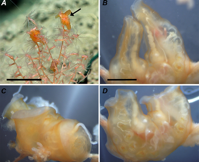 Living specimens of benthic comb jelly Tjalfiella aff. tristoma, found on a NOAA Ocean Exploration expedition in 2018. This was the first time an animal that appeared nearly identical to Tjalfiella tristoma had been sampled since 1928.