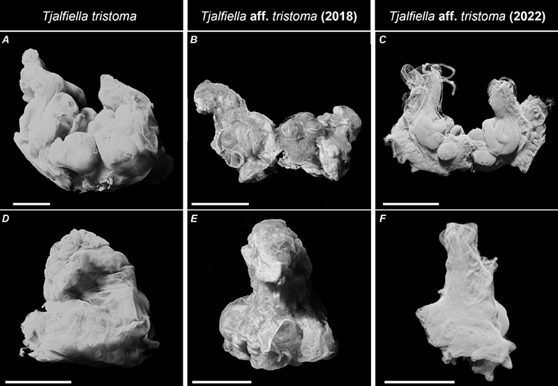 MicroCT 3D reconstructions of the samples from 1928, 2018, and 2022. A. Tentacular view of T. tristoma, B. Tentacular view of T. aff. tristoma (2018), C. Tentacular view of T. aff. tristoma (2022), D. Stomodeal view of T. tristoma, E. Stomodeal view of T. aff. tristoma (2018), F. Stomodeal view of T. aff. tristoma (2022).