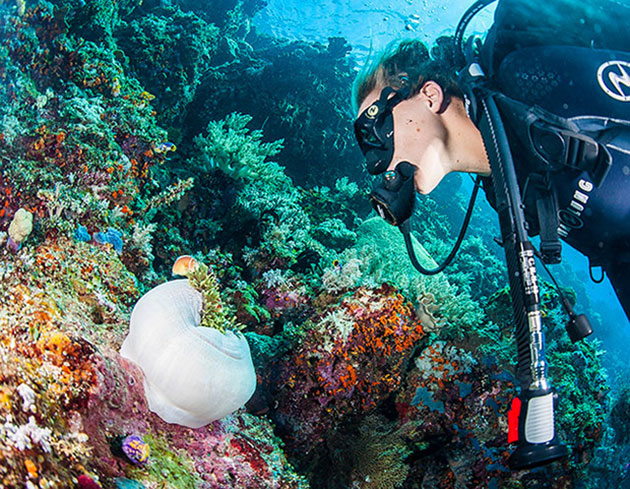 Raja Ampat, Indonesia. February 2013. A female diver shares a look with an anemone fish