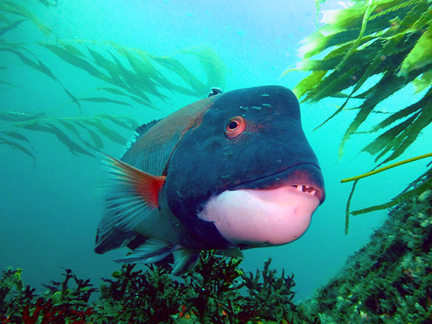 3-26-13, central Point Loma, California Sheephead