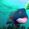 3-26-13, central Point Loma, California Sheephead