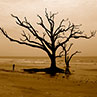 This photo was taken in Edisto, South Carolina in the summer of 2012. The beach is known for these beautiful and mysterious ghost trees.