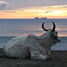 This photo was taken on Playa Potrero on the Guanacaste peninsula of Costa Rica. It depicts a cow that wandered onto the beach to enjoy a beautiful sunset with my wife and I.