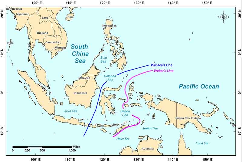 Peta wilayah Laut Sulawesi; pola biogeografi yang diamati di darat menjelaskan terputusnya sebaran spesies. Penjelajahan laut-dalam INDEKS melintasi garis Wallace—garis khayal yang dirumuskan oleh AR Wallace sebagai garis pemisah antara fauna Asia dan fauna Australia di Kepulauan Indonesia. Garis Weber adalah garis yang dimaksudkan sebagai 'keseimbangan fauna' antara wilayah fauna kawasan Timur dan fauna Australasia di dalam Wallacea. Wallacea terdiri atas pulau-pulau terpencil yang di masa kini tidak pernah terhubung oleh daratan kering dalam jajaran daratan benua, dan karena itu dihuni oleh spesies yang mampu melintasi selat antarpulau. "Garis Weber" melintasi daerah transisi ini, pada titik ujung antara daerah yang didominasi spesies asal Asia vs. spesies asal Australia.