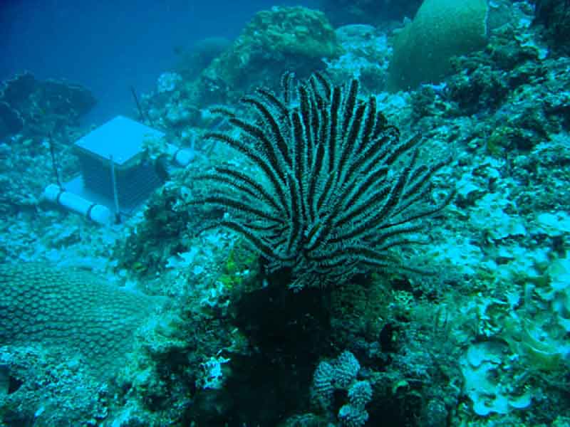 ARMS are long-term collecting devices developed to mimic the structural complexity of coral reef habitats and to attract colonizing invertebrates and algae.