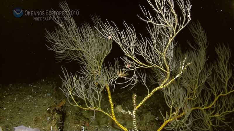 Bamboo corals are characterized dark internodes that resemble the ones found in the terrestrial bamboo plants.