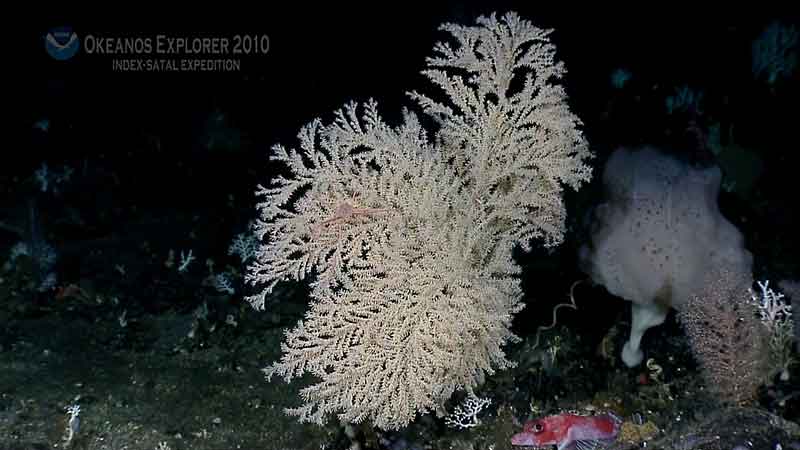 Black corals are a separate group of corals outside the octocorals and hard corals. They produce a flexible proteinaceous black skeleton that is almost invisible when the animal is alive. This is a very large colony found at Target K. Black coral whip, glass sponge, and golden coral are visible to the right.