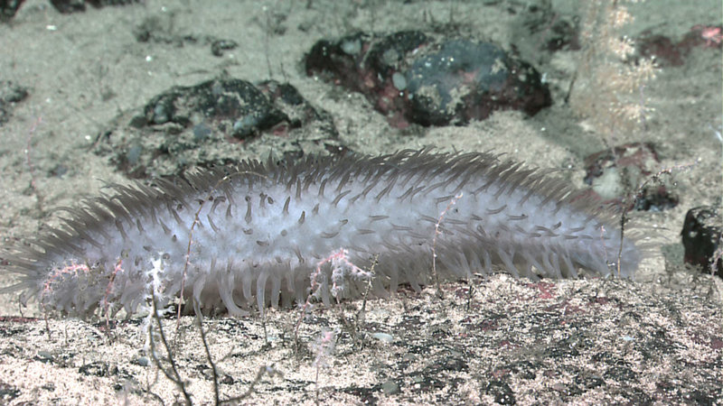 Sea Cucumber