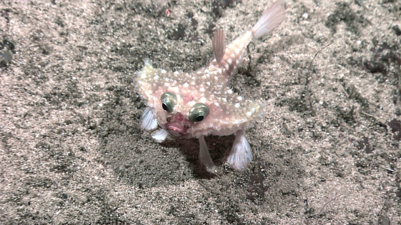 Toadfish