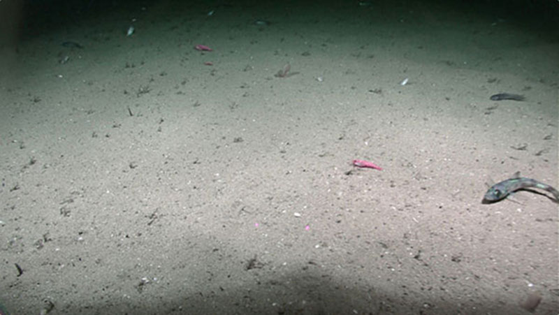 ROV image used to ground truth the backscatter observations.